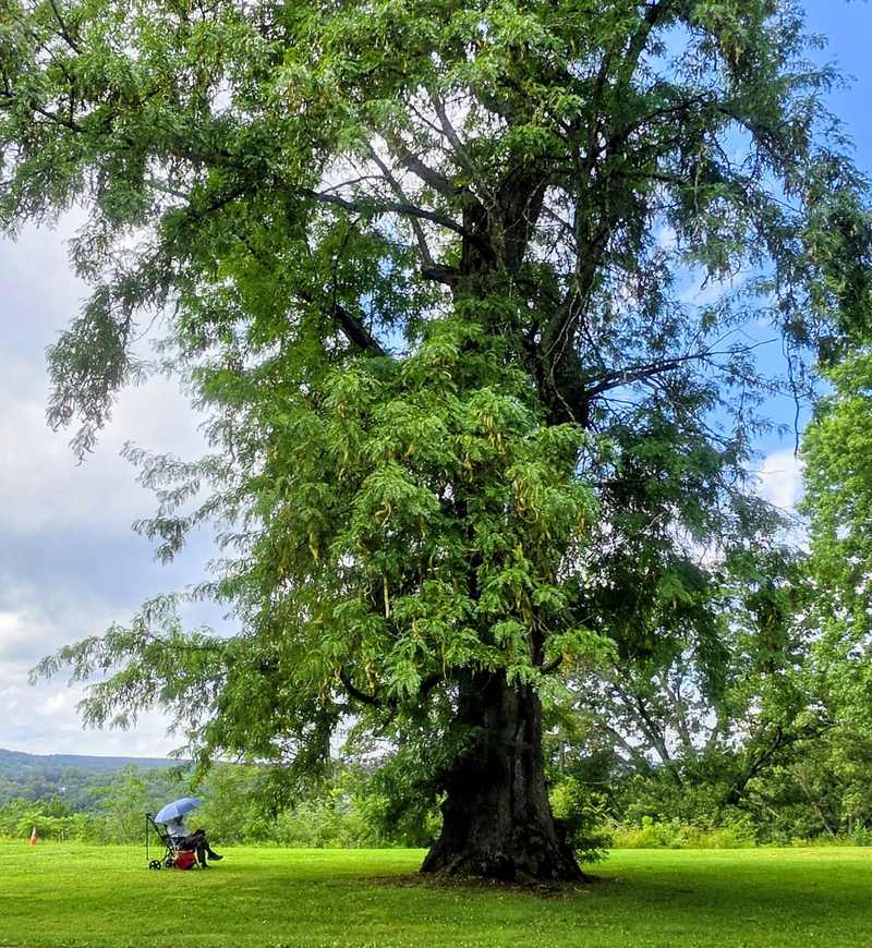 Large leafy tree against a blue sky in Hyde Park, New York